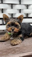 Chocolate , a male Yorkshire Terrier for sale in Everett, WA – 6 of 7