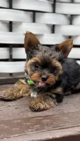 Chocolate , a male Yorkshire Terrier for sale in Everett, WA – 7 of 7