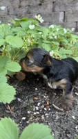 Chocolate , a male Yorkshire Terrier for sale in Everett, WA – 6 of 8