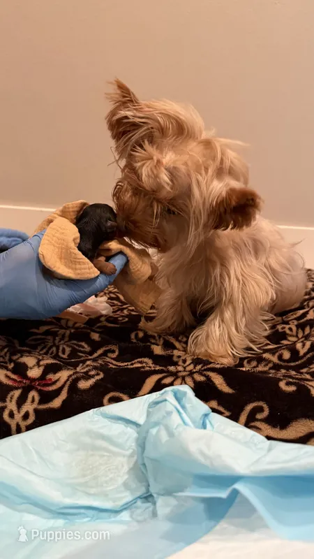 Chocolate  – Yorkshire Terrier puppy for sale in Everett, WA