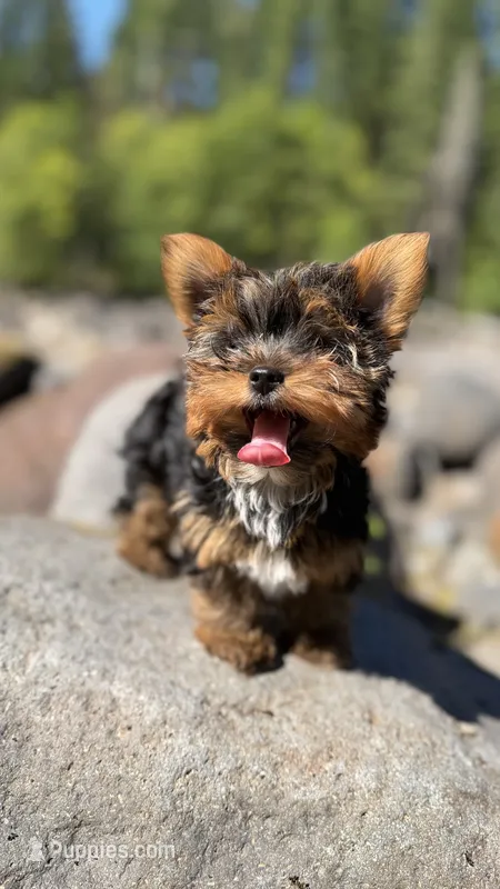 Chocolate  – Yorkshire Terrier puppy for sale in Everett, WA