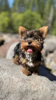 Chocolate , a male Yorkshire Terrier for sale in Everett, WA – 1 of 8