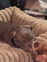 Snoop, a male American Bully for sale in Richmond City, VA – Photo 2 of 3