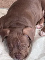 Snoop, a male American Bully for sale in Richmond City, VA – Photo 1 of 3