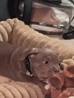 Snoop, a male American Bully for sale in Richmond City, VA – Photo 3 of 3