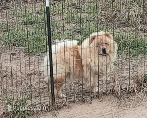 Peaches – Chow Chow puppy for sale in La Vernia, TX