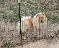 Peaches, a female Chow Chow for sale in La Vernia, TX – 1 of 2