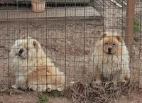 Darla, a female Chow Chow for sale in La Vernia, TX – 2 of 2