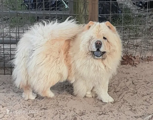 Darla – Chow Chow puppy for sale in La Vernia, TX
