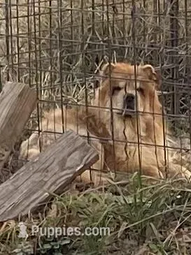 Gracie, a female Chow Chow for sale in La Vernia, TX – Photo 1 of 1