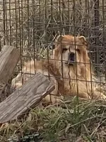 Gracie, a female Chow Chow for sale in La Vernia, TX – 1 of 1