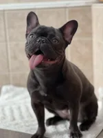 Chanel, a female French Bulldog for sale in Stockton, CA – Photo 2 of 4