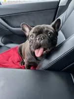Chanel, a female French Bulldog for sale in Stockton, CA – Photo 4 of 4