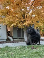 Chanel, a female French Bulldog for sale in Stockton, CA – Photo 3 of 4