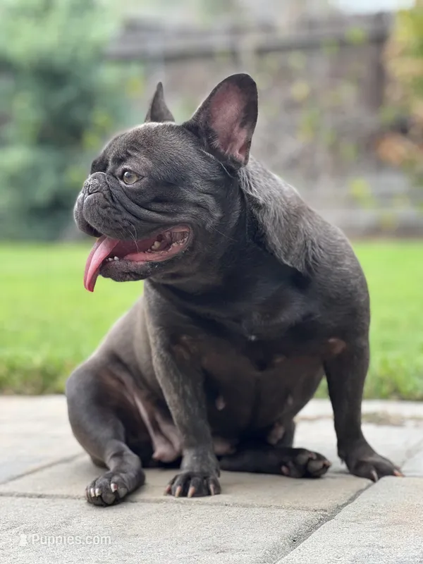 Chanel – French Bulldog puppy for sale in Stockton, CA