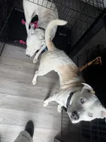 Apollo, a male Border Collie and Siberian Husky for sale in Aurora, CO – 3 of 7