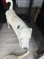 Halo, a male Border Collie and Siberian Husky for sale in Aurora, CO – 4 of 8