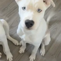 Apollo, a male Border Collie and Siberian Husky for sale in Aurora, CO – Photo 1 of 3