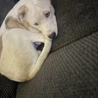 Apollo, a male Border Collie and Siberian Husky for sale in Aurora, CO – Photo 3 of 3