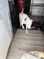 Halo, a male Border Collie and Siberian Husky for sale in Aurora, CO – 3 of 8