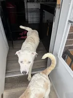Halo, a male Border Collie and Siberian Husky for sale in Aurora, CO – 2 of 8