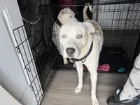 Apollo, a male Border Collie and Siberian Husky for sale in Aurora, CO – 4 of 7