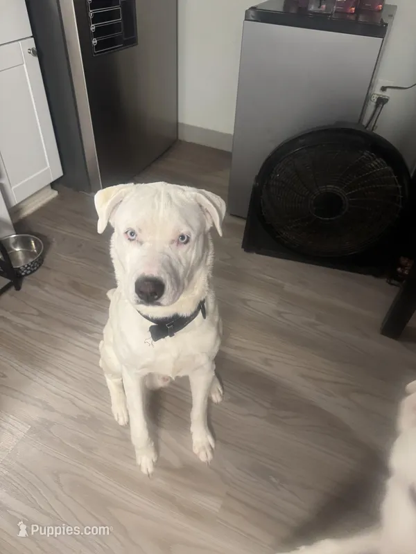 Halo – Border Collie, Siberian Husky puppy for sale in Aurora, CO