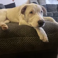 Halo, a male Border Collie and Siberian Husky for sale in Aurora, CO – Photo 3 of 4