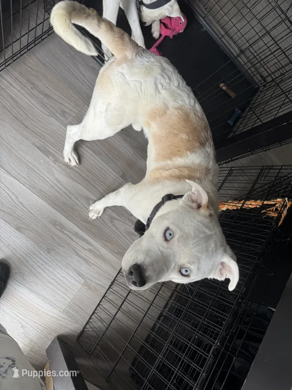 Apollo – Border Collie, Siberian Husky puppy for sale in Aurora, CO