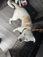 Apollo, a male Border Collie and Siberian Husky for sale in Aurora, CO – 1 of 7