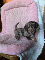 Lily/dapple, a female Miniature Dachshund for sale in Rogers, OH – 2 of 9