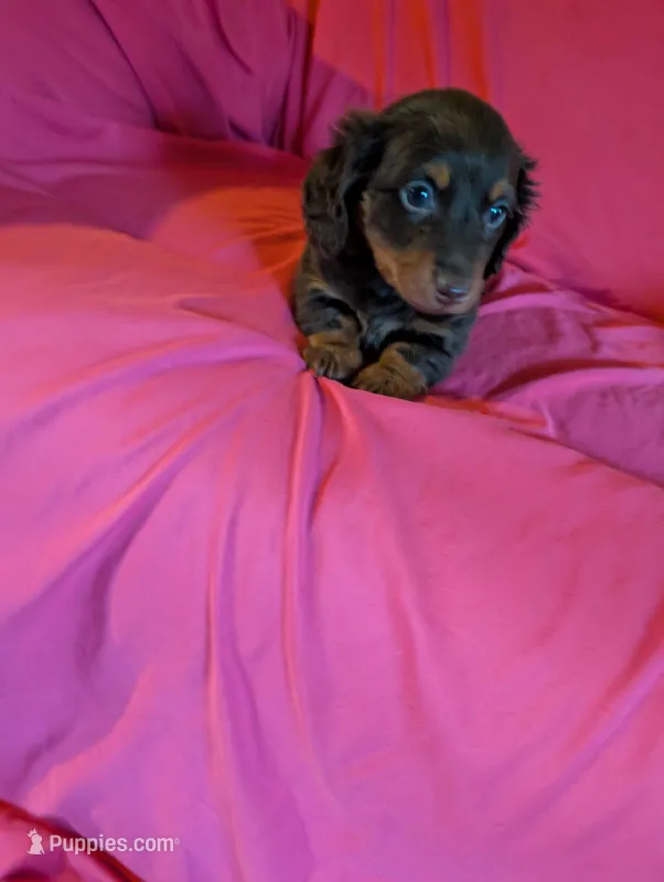 Moose , a male Miniature Dachshund for sale in Rogers, OH – Photo 1 of 6