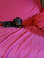 Moose , a male Miniature Dachshund for sale in Rogers, OH – Photo 3 of 6