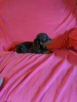 Moose , a male Miniature Dachshund for sale in Rogers, OH – Photo 5 of 6