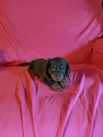 Moose , a male Miniature Dachshund for sale in Rogers, OH – Photo 2 of 6