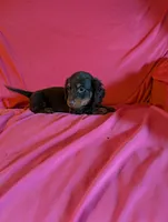 Moose , a male Miniature Dachshund for sale in Rogers, OH – Photo 4 of 6