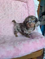 Lily/dapple, a female Miniature Dachshund for sale in Rogers, OH – 3 of 9