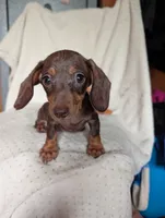 Duke, a male Miniature Dachshund for sale in Rogers, OH – 3 of 10