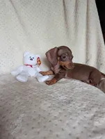 Dash, a male Miniature Dachshund for sale in Rogers, OH – 4 of 7