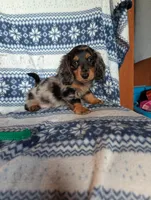 Dapple' Freddie, a male Miniature Dachshund for sale in Rogers, OH – 6 of 9