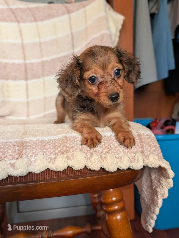 Teacup'red/black dapple – Miniature Dachshund puppy for sale in Rogers, OH