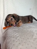 Fifi, a female Miniature Dachshund for sale in Rogers, OH – 5 of 10