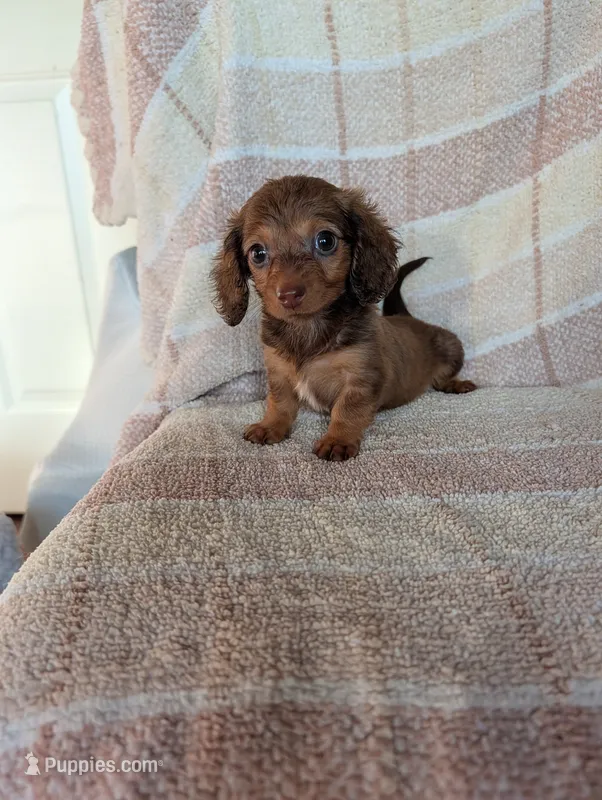 Teacup lily  – Miniature Dachshund puppy for sale in Rogers, OH