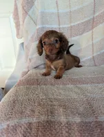 Teacup lily , a female Miniature Dachshund for sale in Rogers, OH – 1 of 8