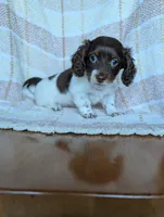Logan, a male Miniature Dachshund for sale in Rogers, OH – 6 of 9