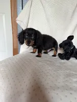 Dot, a male Miniature Dachshund for sale in Rogers, OH – 2 of 9