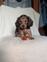 Fifi, a female Miniature Dachshund for sale in Rogers, OH – 7 of 10