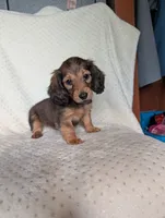 Fifi, a female Miniature Dachshund for sale in Rogers, OH – 9 of 10