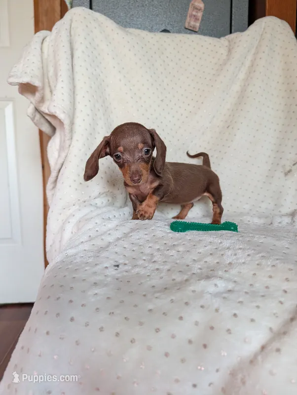 Dede – Miniature Dachshund puppy for sale in Rogers, OH