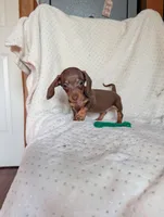Dede, a female Miniature Dachshund for sale in Rogers, OH – 1 of 10
